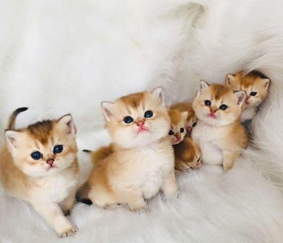 |猫最多可以做到“几世同堂”?为什么?