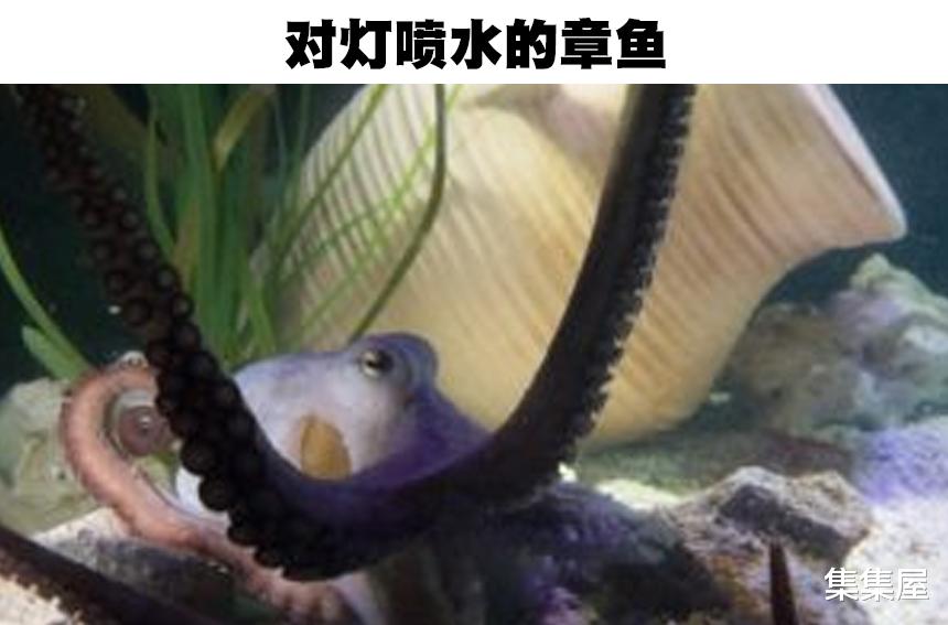 以人类的标准,在人类社会犯了罪的7只动物