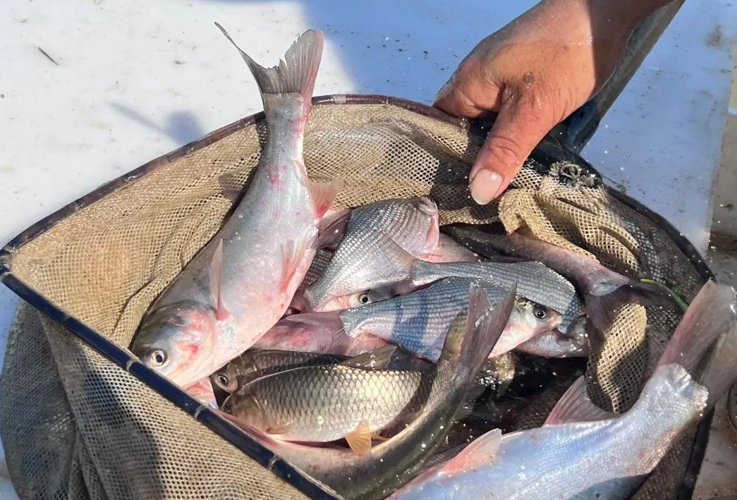 |专家称：钓鱼可日钓千斤，应算作捕捞！有没有人实现日钓千斤？