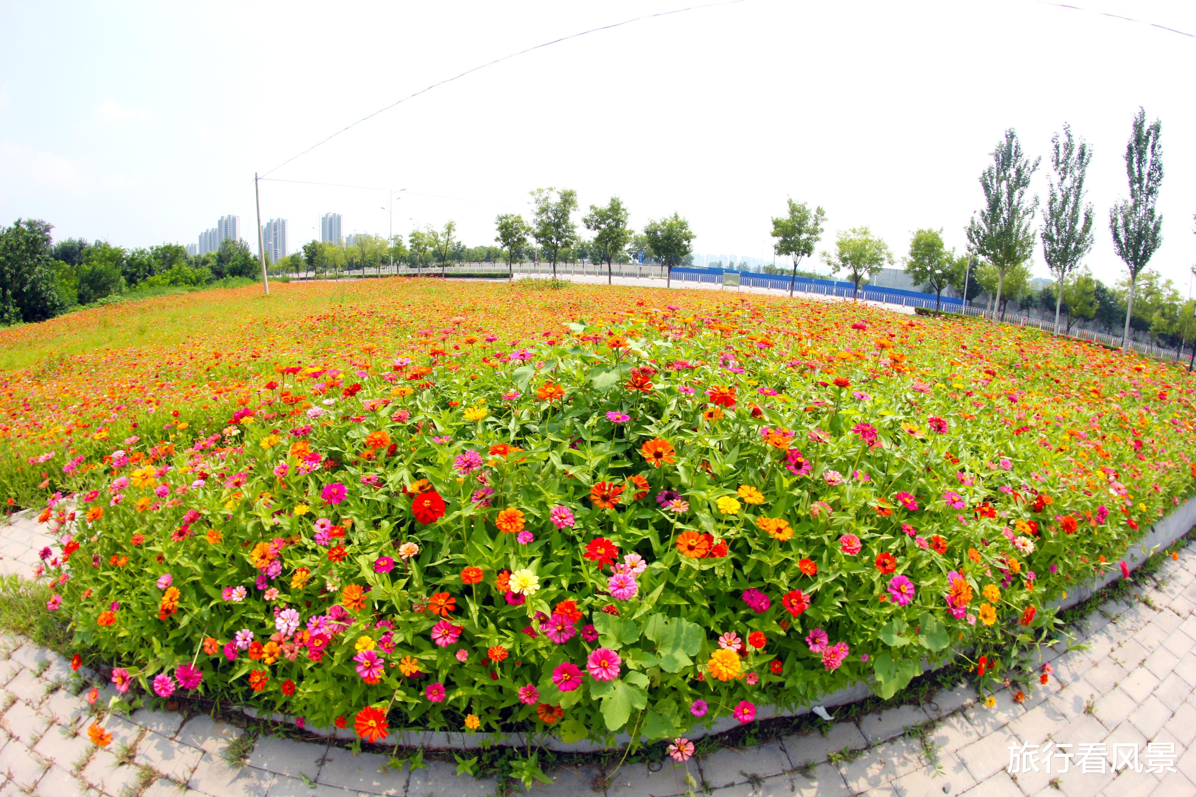 禾木|北京治愈系田园花海，免费观赏，就在这个空无一人的公园