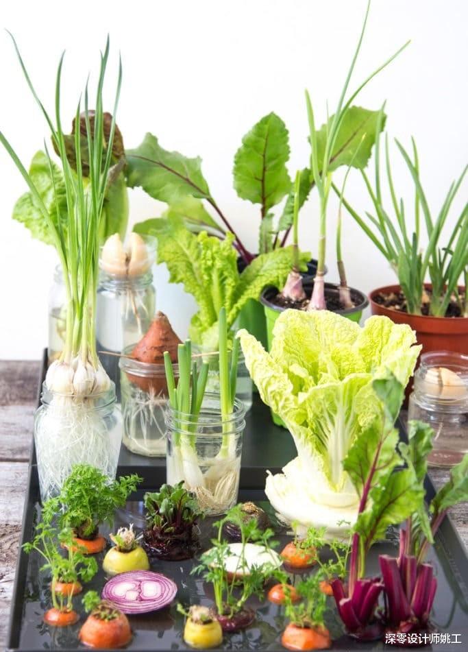 上海疫情物资紧缺,人人都在抢菜,以防还会发生,不如研究在家种菜