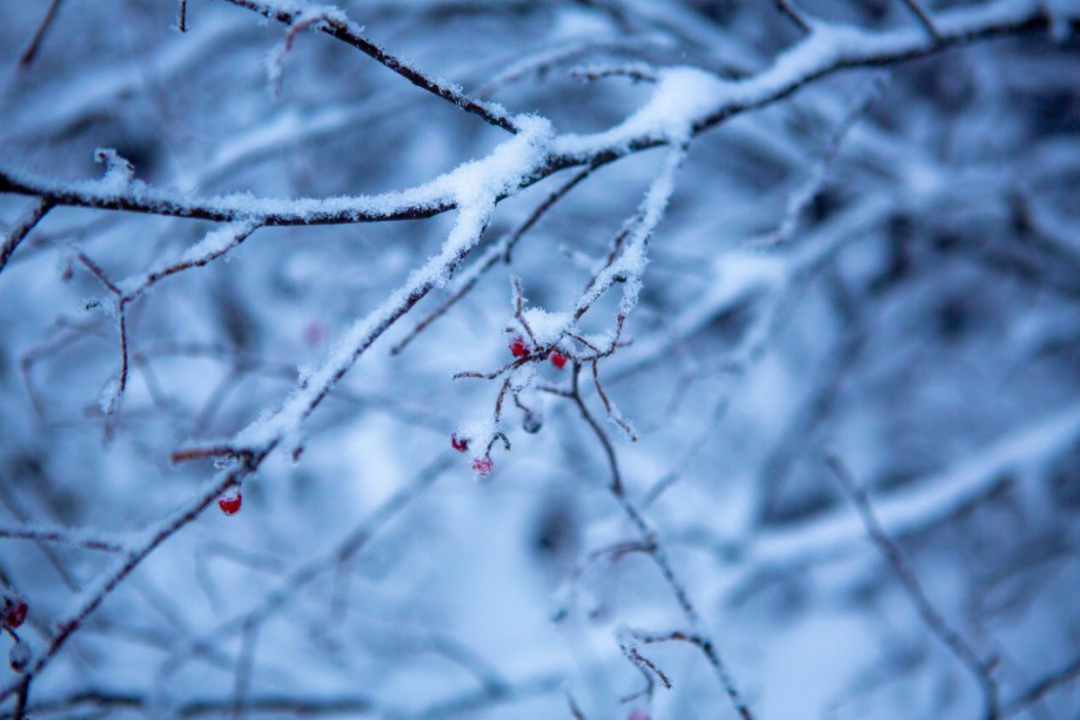 上海市|2022年冬天的第一场雪来啦,这个地方秒变仙境