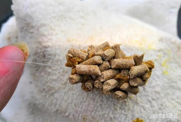 饵料|钓鱼如何留窝聚鱼？做好这五点，才能有好的渔获