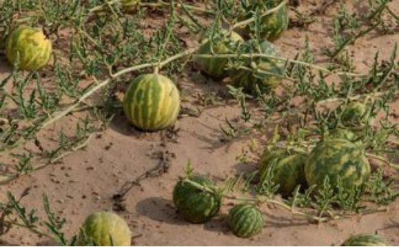 戈壁|沙漠中长出的特殊“西瓜”，切开瓜瓤并非红色，当地人：不要碰