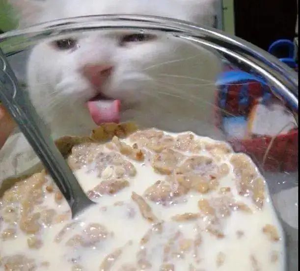 主人用玻璃碗吃东西，猫咪馋到舔碗：咦，怎么没吃到？