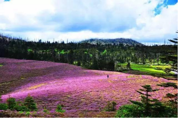香格里拉|香格里拉大四赏花地，秋天仅剩一处绝美