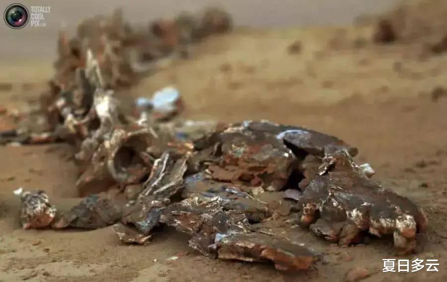 沙漠里发现鲸鱼化石,这里曾是一片汪洋,有成群的鲨鱼在这里生活