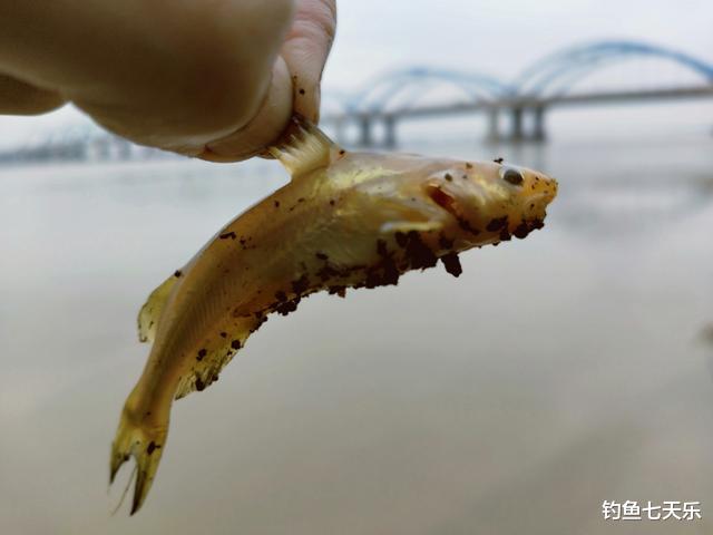 立夏|立夏后野钓黄辣丁，钓鱼技术并不重要，钓多钓少主要看钓法