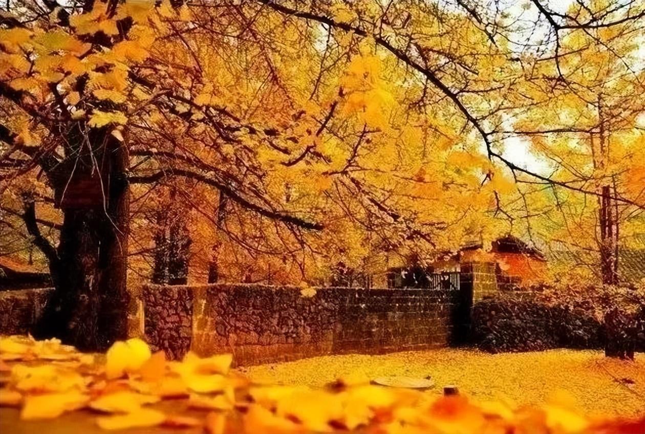 旅行社|这个秋天,你不能错过腾冲银杏村