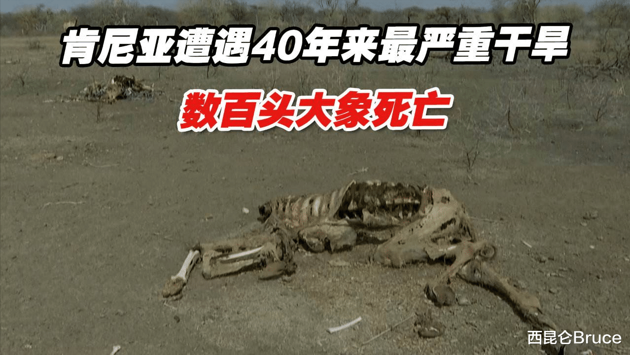 205头大象死亡!肯尼亚遇40年最重干旱,分析:地球生物面临考验