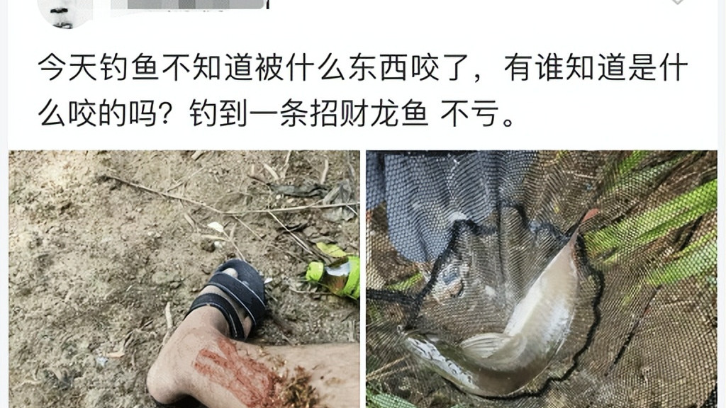 |“钓鱼被咬了一口，谁知道这是什么咬的？”评论区炸锅了！