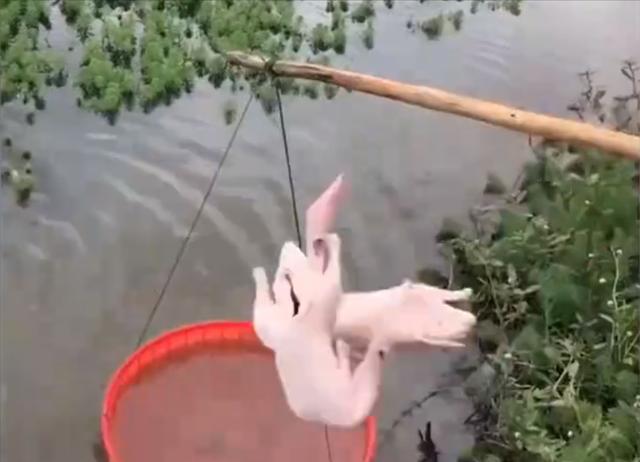 |浙江一男子钓小龙虾,下血本使出了杀手锏,网友:明天扛头猪去钓