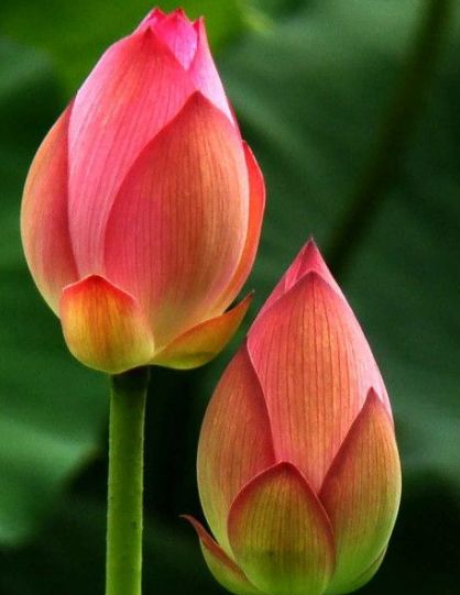 锦上添花|3月中旬,4属相时来运转,升职加薪,财源广进,生活锦上添花