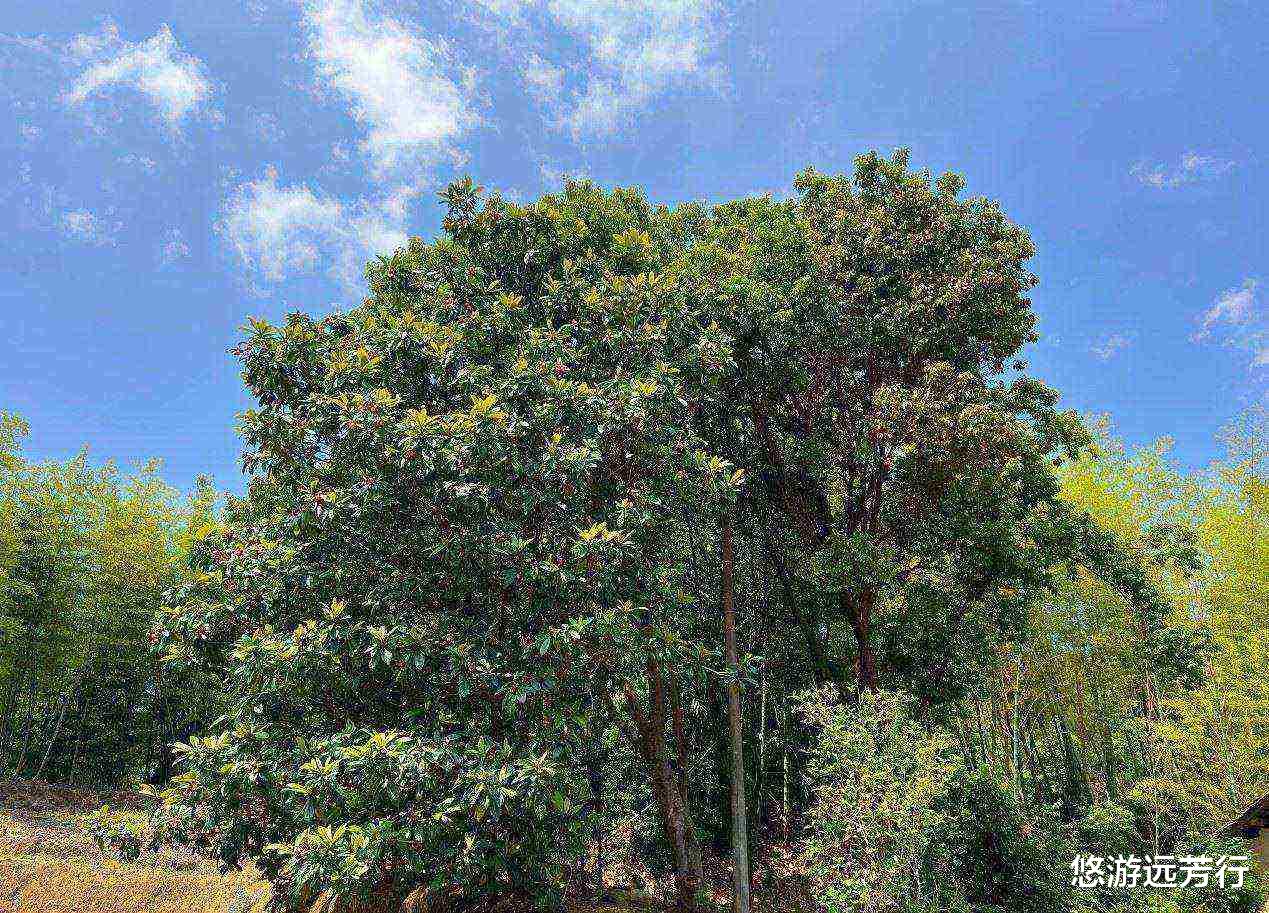 |从化｜胜过阿婆六的鱼洞村