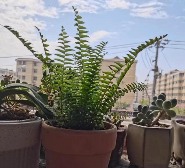 室内甲醛超标,这5种花都能吸“毒气”,现在知道还不晚!