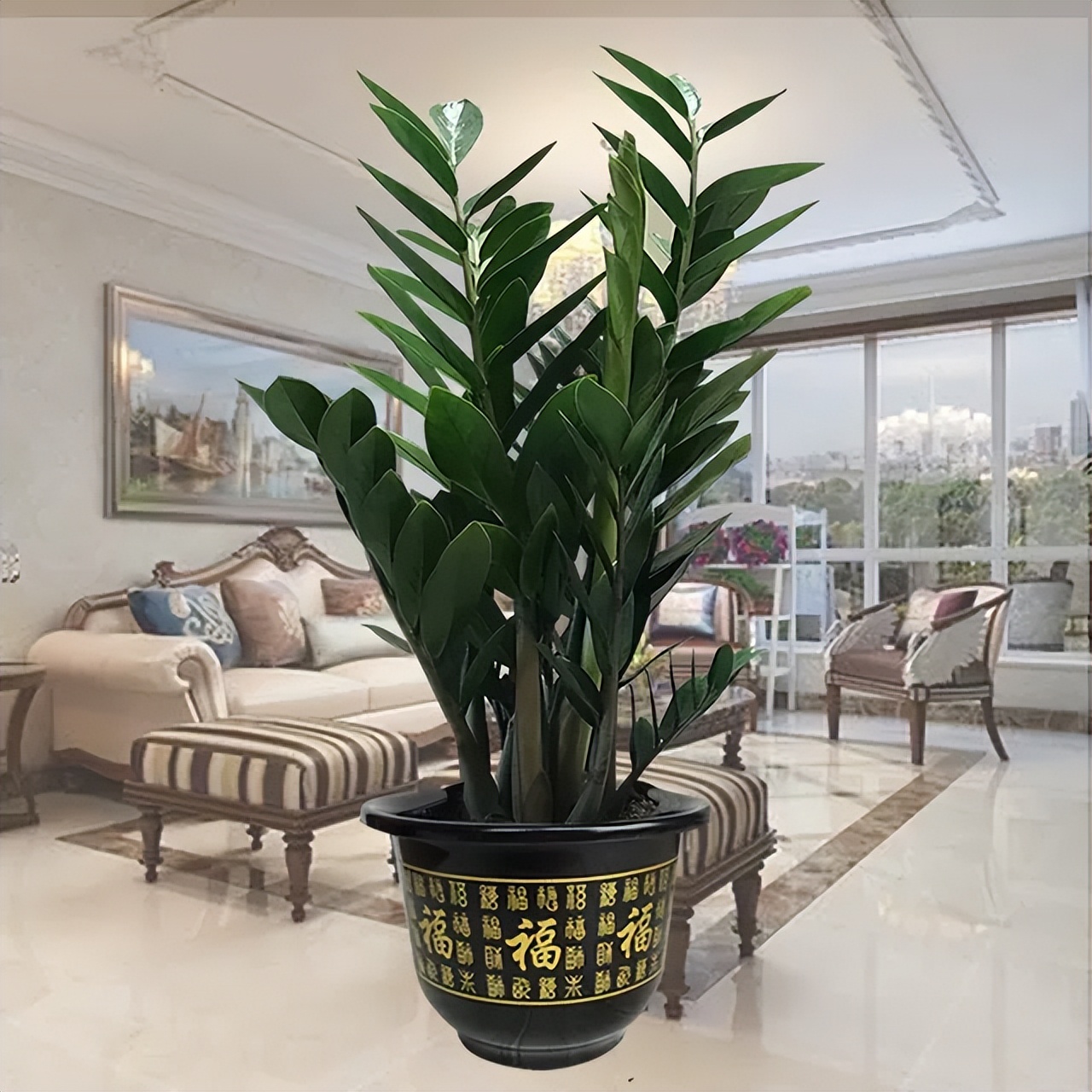 净化空气的4种花,养在客厅卧室很“高档”,关键是寓意还很好