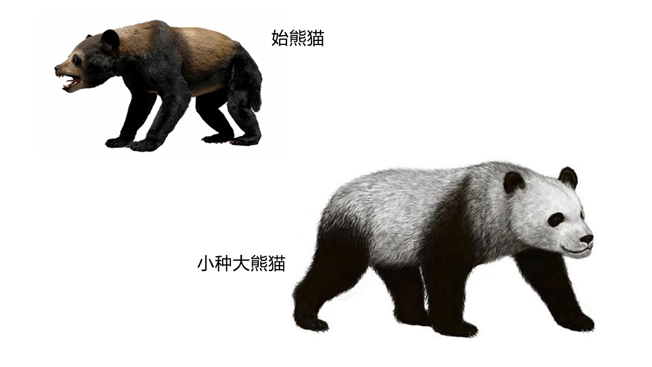 不拿大熊猫当猛兽?男子跳进熊猫园拍照,实际上大熊猫能嚼碎骨头