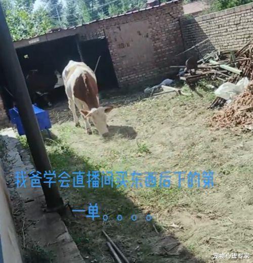 爸爸第一次网购,直接花4.5万买了4头牛,网友:真同一种父母