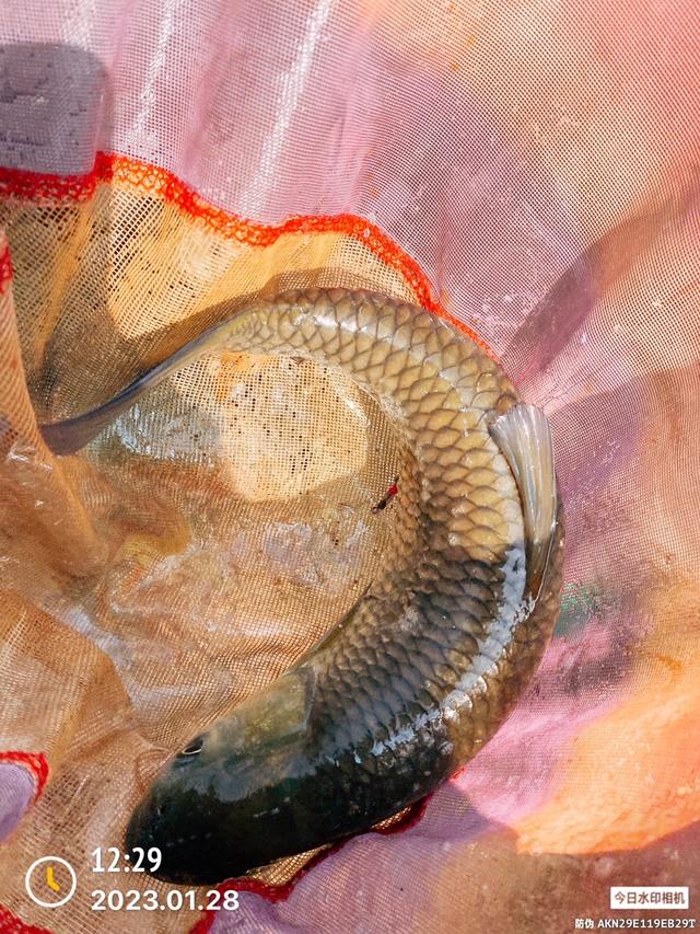 |双竿齐下钓食材,做一名合格的野钓达人