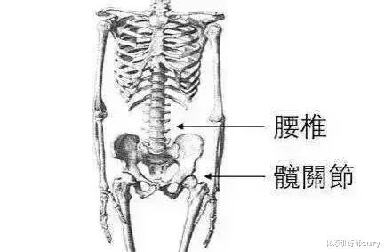 深蹲|重建髋关节治愈腰背疼痛