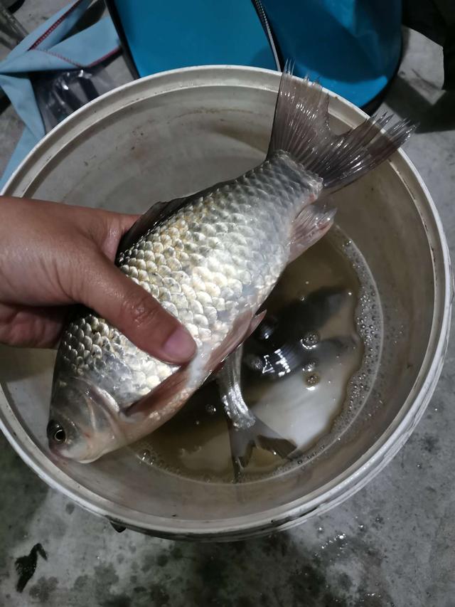 饵料|鱼贪饵香不舍走，人盼鱼口苦蹲守