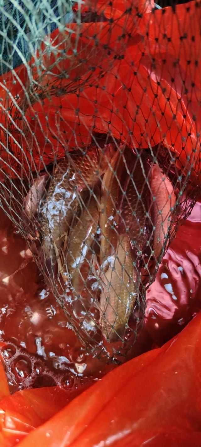 |新手进阶,鱼获倍增