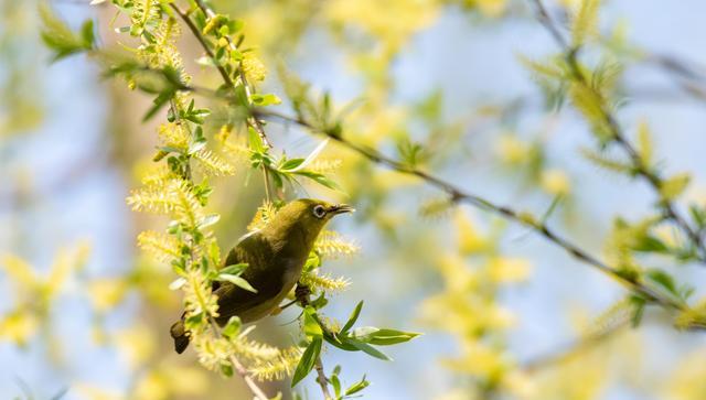 曲面屏|老相机寻宝:对于拍鸟,这台非常优秀的相机或许被低估和忽视了
