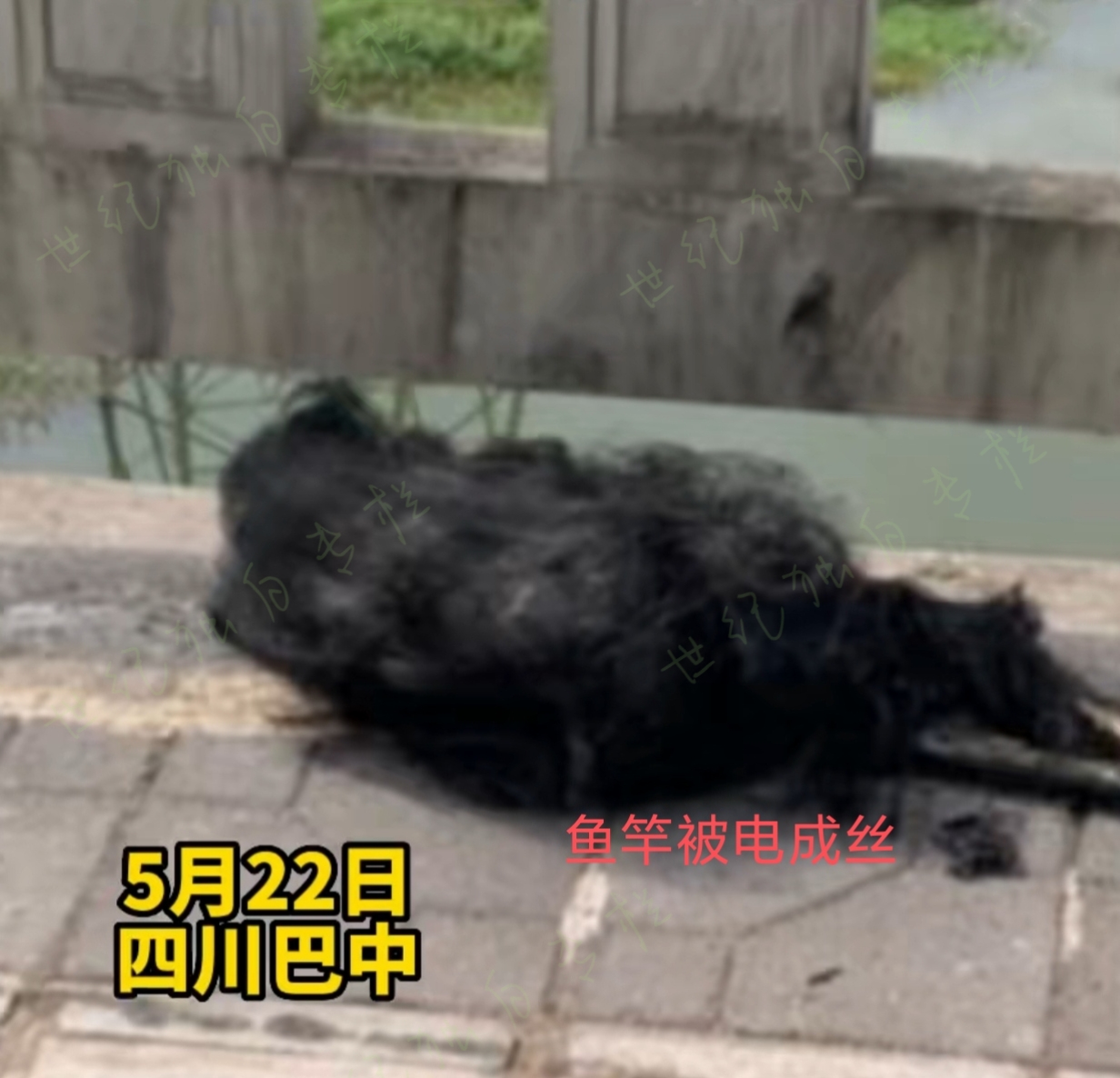 触电|四川男子桥上垂钓，因鱼竿碰到高压线导致触电，路人：全身被烧焦