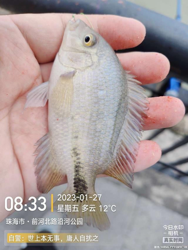 |老地方新收获!“老情人”终究禁不住念叨