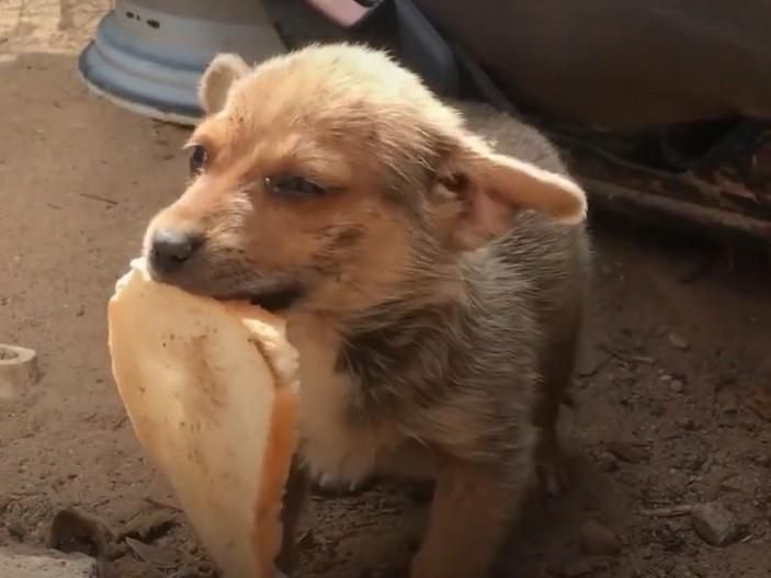 |野外垂钓偶遇一对狗狗,别再淋雨了跟我回家吧