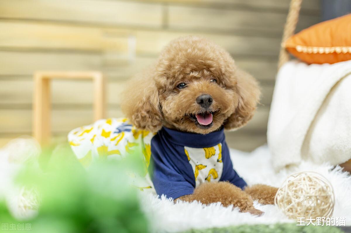 饭店狗狗长期讨食胖成猪，网友：以为是松狮，谁知是泰迪