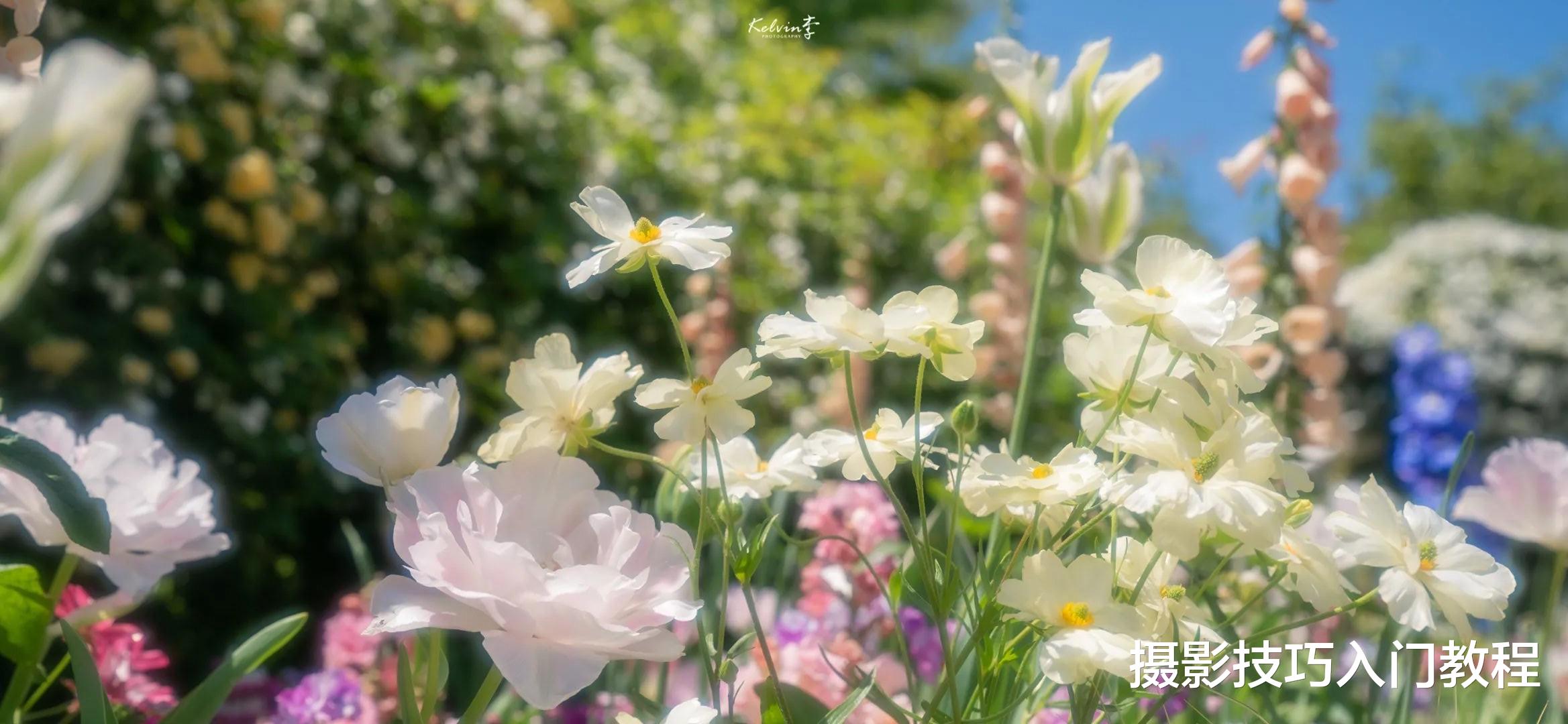 摄影技巧:去植物园赏花,怎么才能避开人群拍出人美花艳的照片?