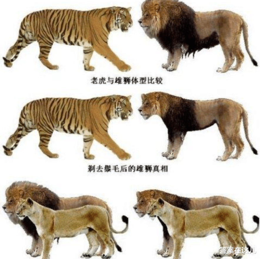 谁才是最强生物？老虎狮子的排名起冲突！盘点陆地生物战斗力