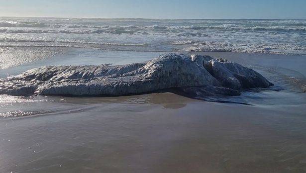 美国一处海滩惊现异形无脸海洋生物