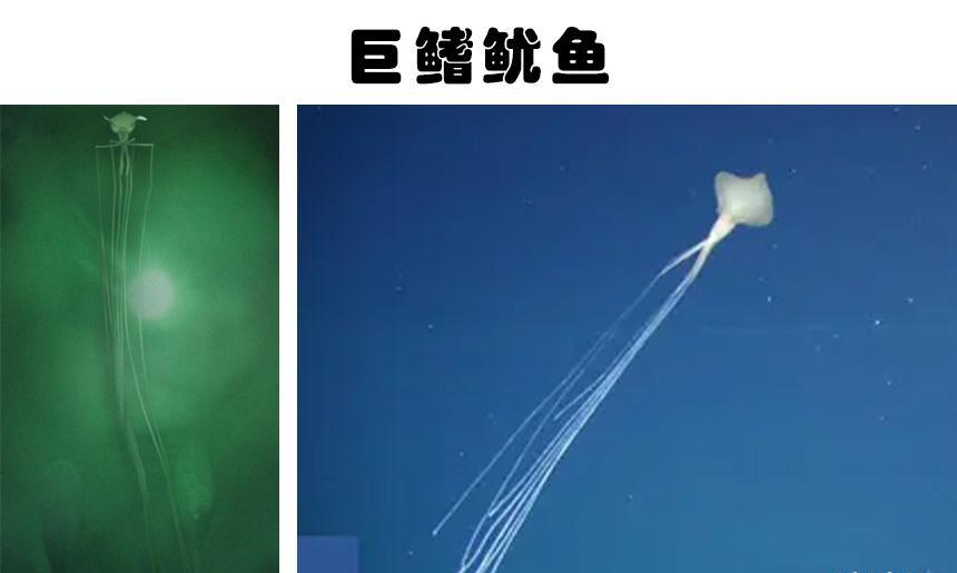 水下的发现:在水下被人类发现的6种可怕的事物