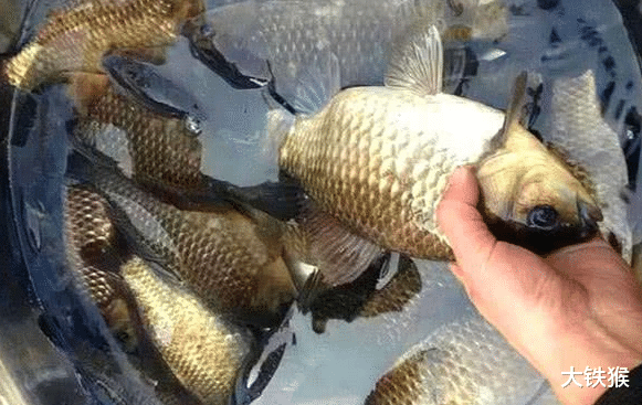 |钓鱼“大师”真的会调漂吗?别再被骗了,教你一招浮漂一动就中鱼