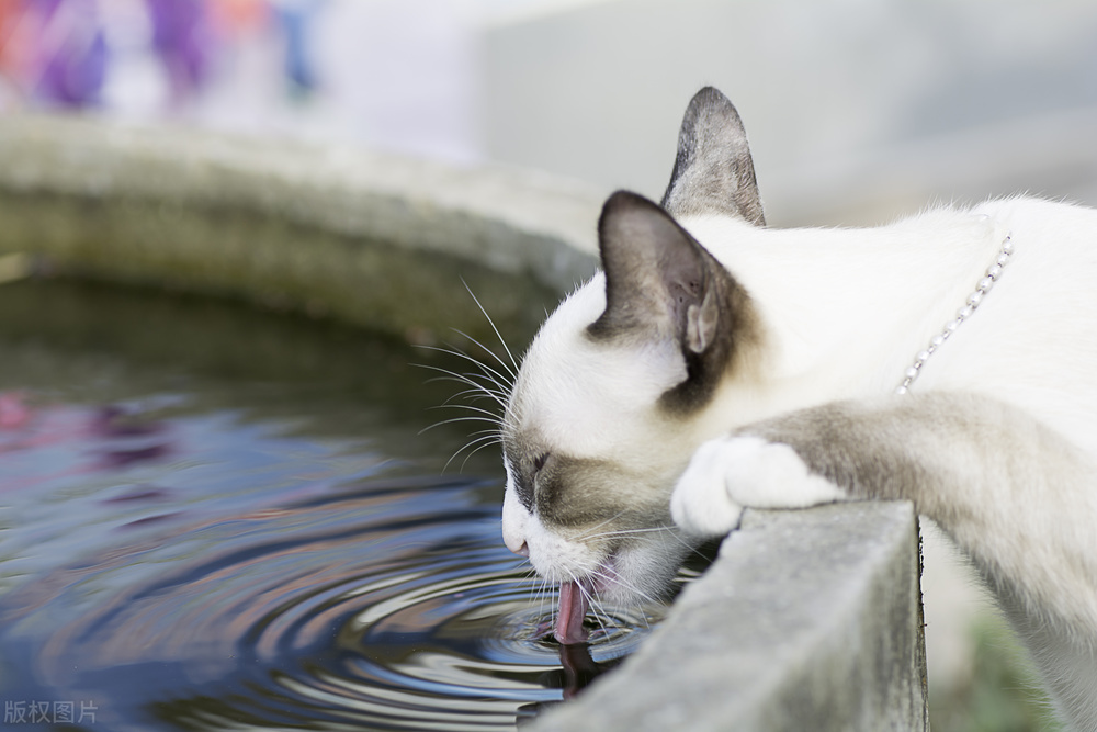 猫，为啥爱喝脏水？
