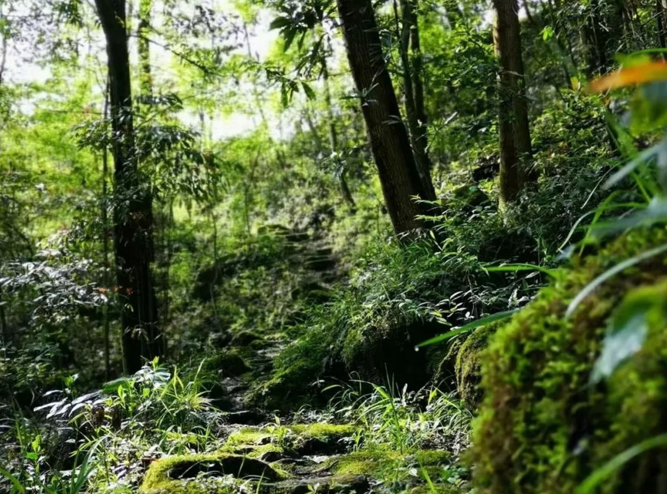 武当山|成都3大徒步秘境：原始小众美景，自然氧吧，0元玩！