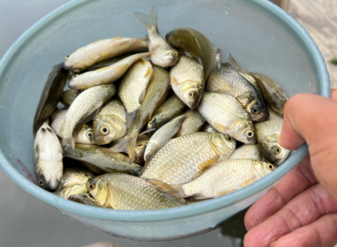 饵料|初秋钓鱼选择四种作钓方式,事半功倍,离爆护只差一点运气