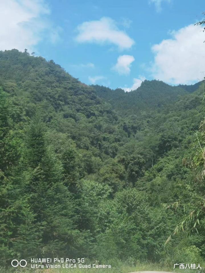 百色市凌云县三千多亩林地被拍卖，才1078万元，竟没人要