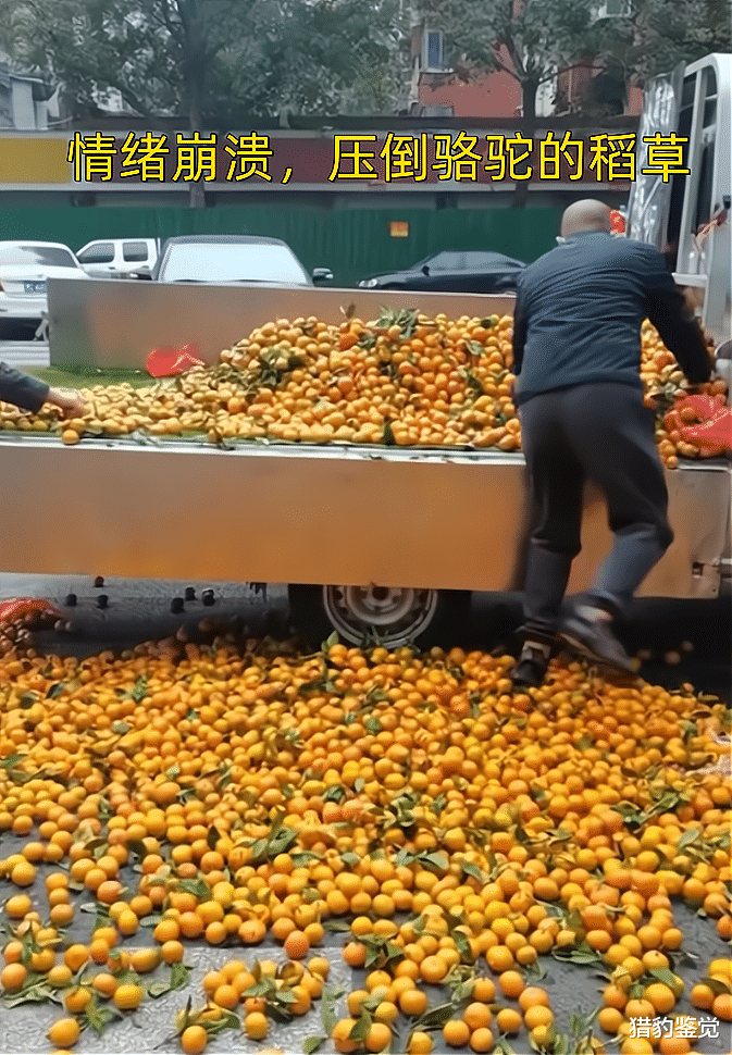 河南:男子公司倒闭后卖橘子,600斤卖不掉,一气之下全部倒掉