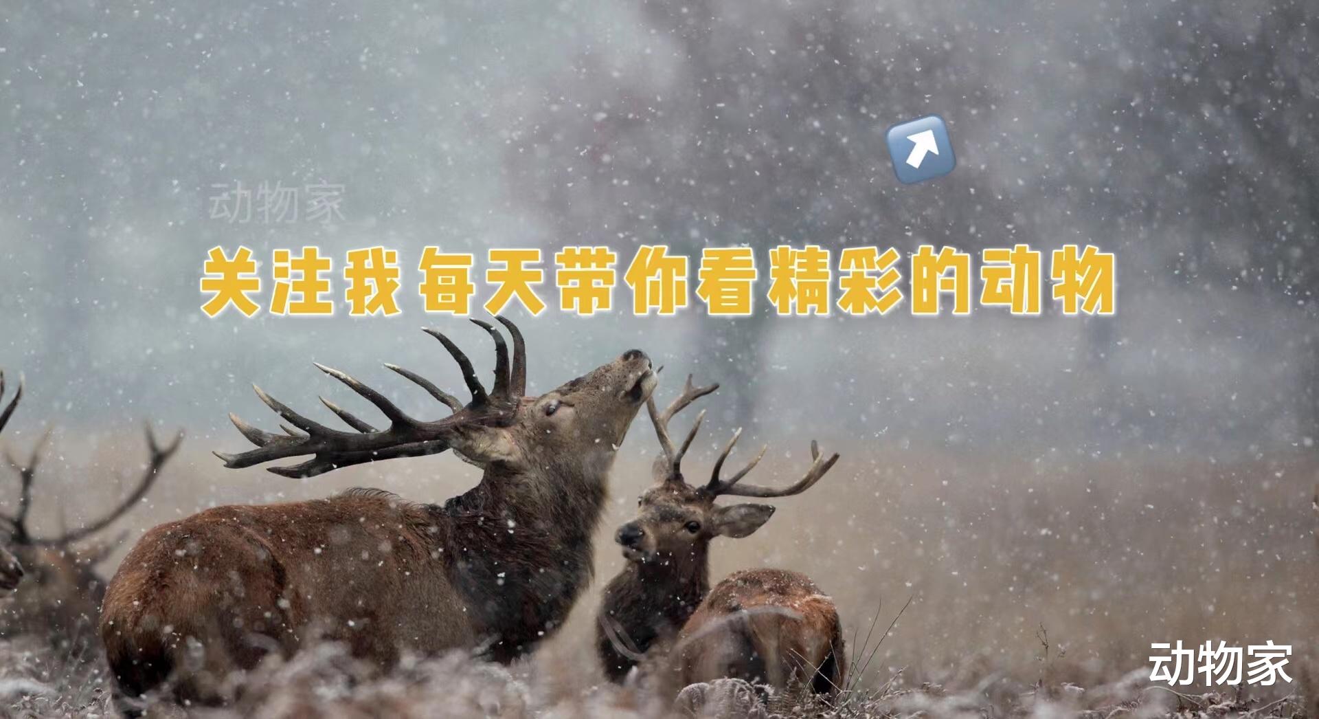 1只羊驼妈妈正在生育幼崽,结果悲剧了,这片区域有最凶残的捕食者