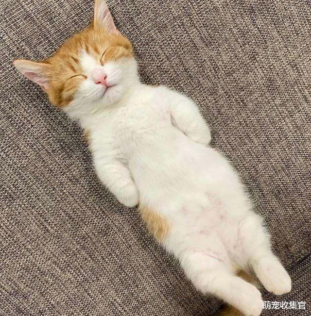 猫咪常见的7种睡姿,每一种睡姿代表的意思,你知道吗?