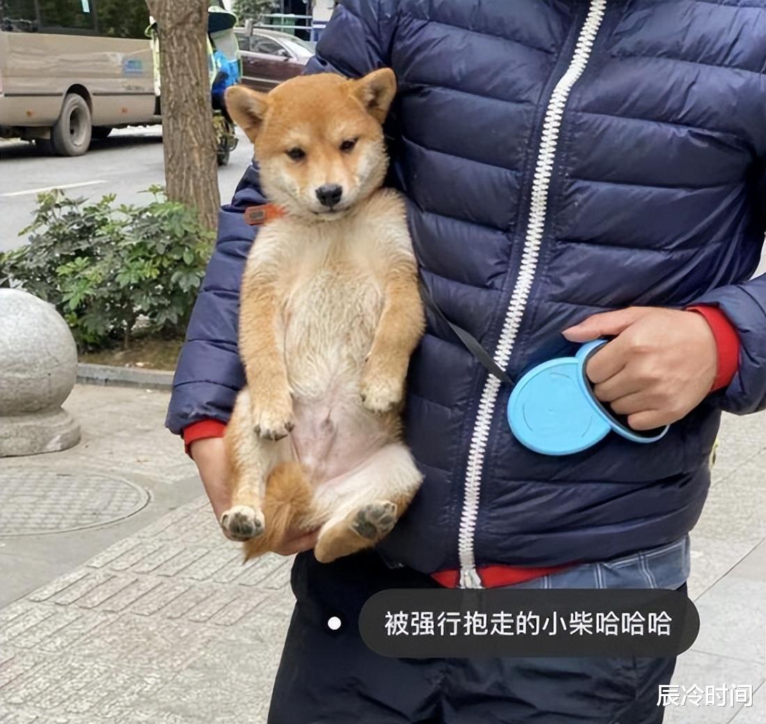 张大奕|张大奕被曝另觅新欢！与富二代同游照被扒出，为爱搬家疑已同居