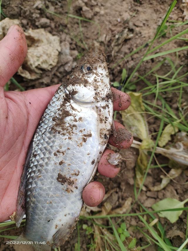 |前有姆巴佩的帽子戏法,今有旅li三戏大板鲫