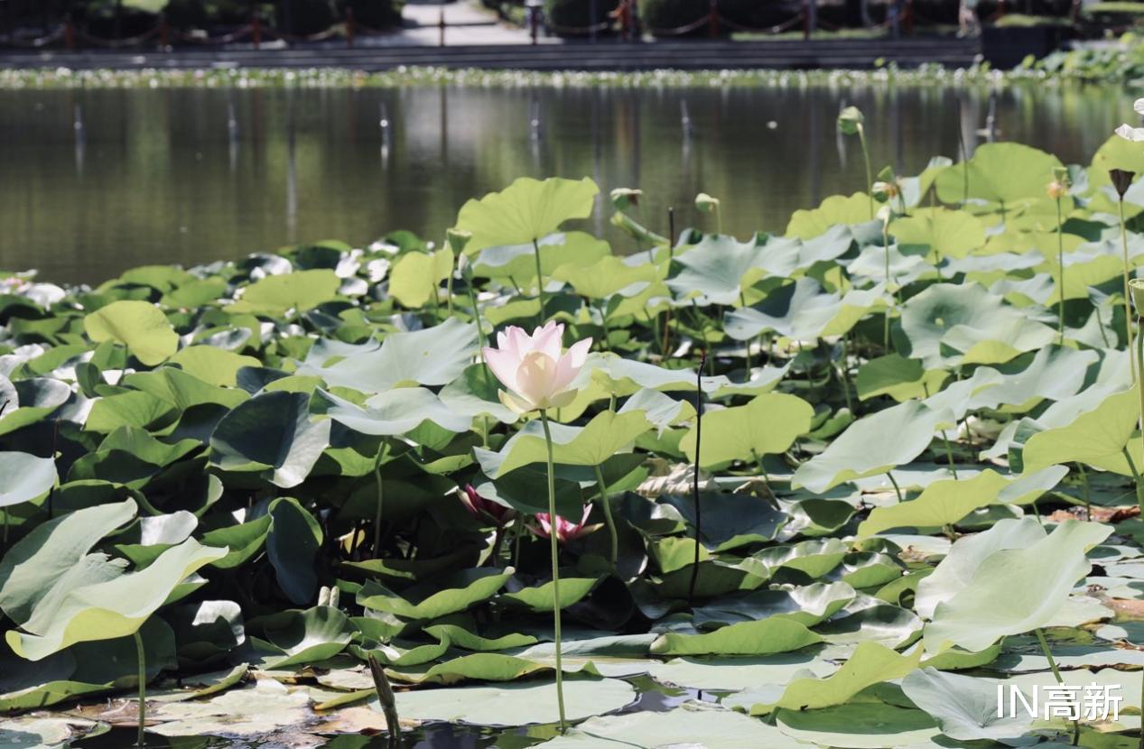 荷花|“荷”你有约 高新邀您足不出户云赏荷