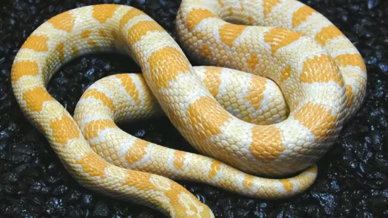 蛇类颜色越鲜艳，越危险吗？颜色能作为蛇类危险评判的标准吗？