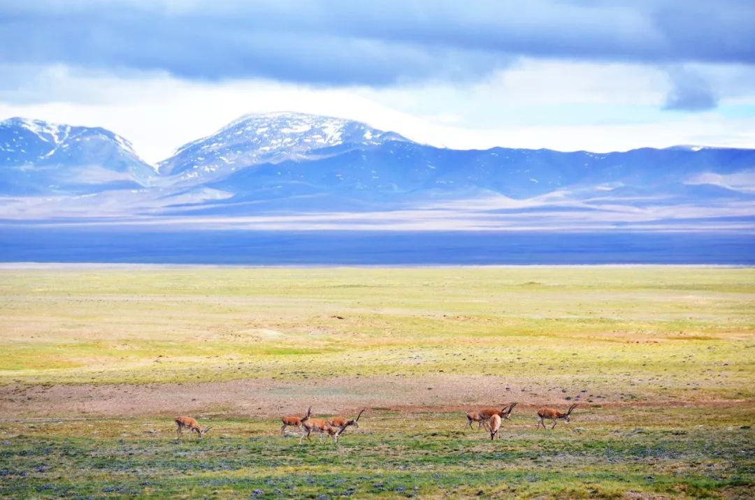 可可西里自然保护区|这个夏天,不去新疆、不去西藏!下一站:可可西里!