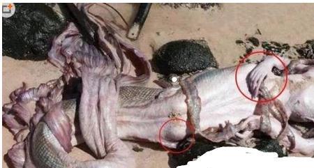 美人鱼并不美还相当危险?专家认为美人鱼有可能是人猿的个变种