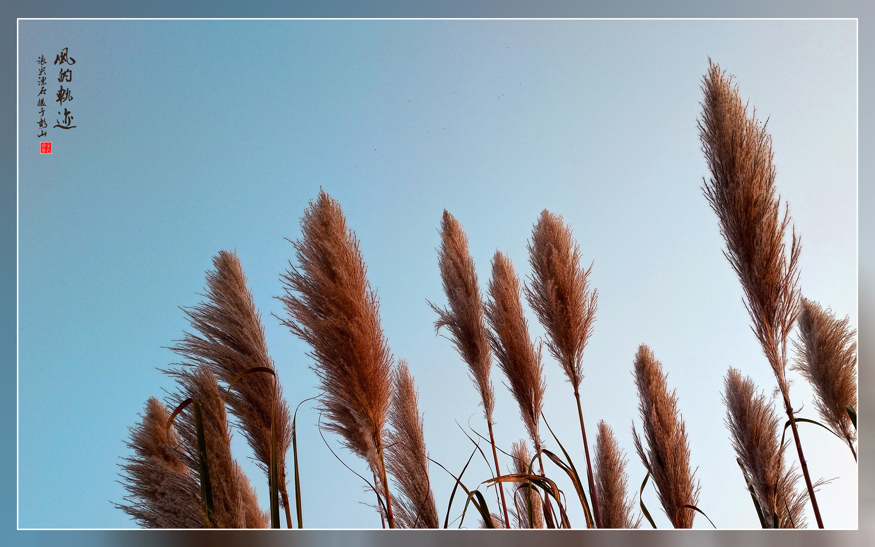 昆明|白露，好美的名字！